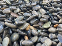Rundkies Beach Pebbles für Bad Kreuznach bestellen
